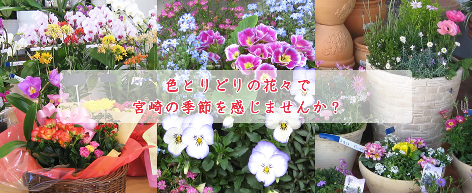 色とりどりの花々で宮崎の季節を感じませんか？